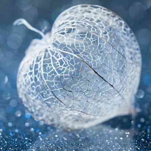 اصل رپ کل کل